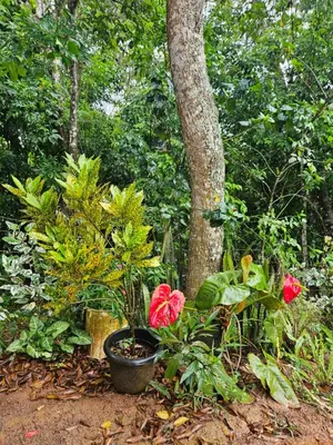 Um jardim no exterior de Chalé Verdelândia Guaramiranga - Casa com piscina na Serra