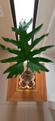 A planta de Loft Vila Murici