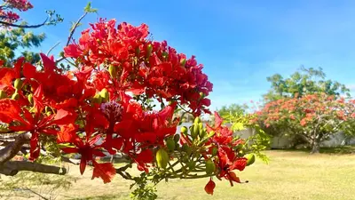 Um jardim no exterior de Villa Caju Knots