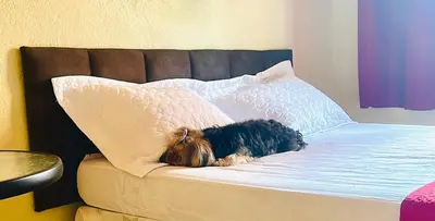 O animal ou animais de estimação com os hóspedes em POUSADA Kit net pacoti