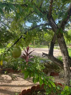 Um jardim no exterior de Vila Ybirá