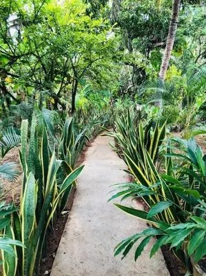 A planta de lugar de Refúgio
