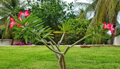 Um jardim no exterior de Hotel & Pousada Tatajuba