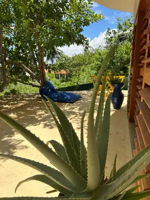 Um jardim no exterior de Casa Bela Vida