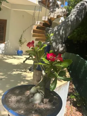 Um jardim no exterior de Casa Bela Vida