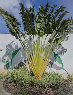 Um jardim no exterior de Lemos Surf House Piscina, Lazer e 100m da Praia