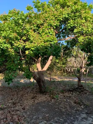 Paisagem natural perto da casa de férias
