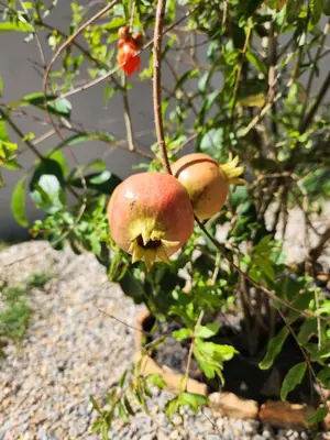 Um jardim no exterior de Casa di Palmas