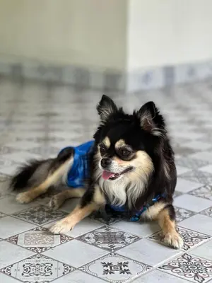O animal ou animais de estimação com os hóspedes em Sítio Caju
