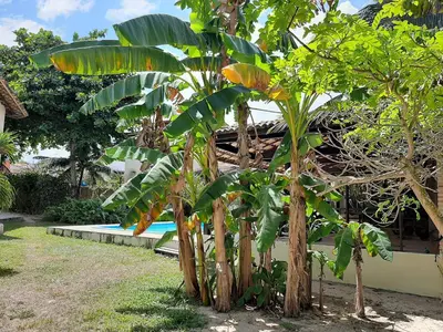Um jardim no exterior de Casa Jeri