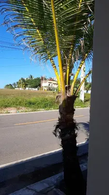 A planta de Casa reperida