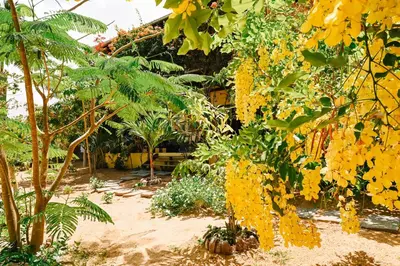 Um jardim no exterior de Casa Bem Te Vi