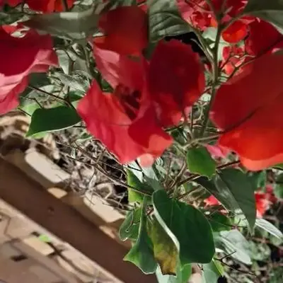 Casa bougainville