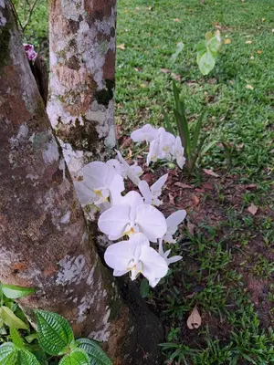 Um jardim no exterior de Recanto da Felicidade