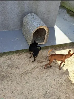 O animal ou animais de estimação com os hóspedes em Casa Moriá