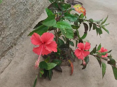 A planta de Casabeijaflorpontal
