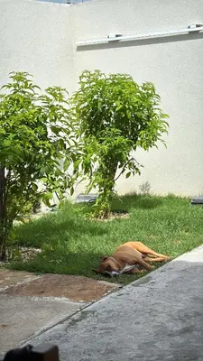 A planta de Casa de Eliz