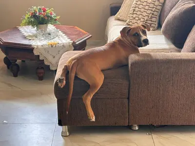 O animal ou animais de estimação com os hóspedes em Casa de Eliz