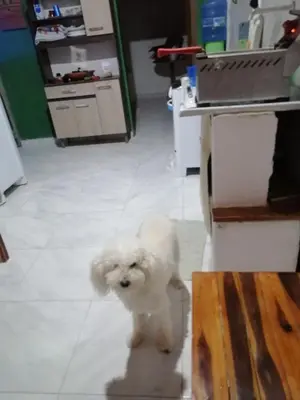 O animal ou animais de estimação com os hóspedes em Casa Relax e Tranquillità1