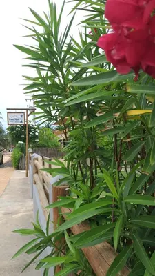 Um jardim no exterior de Casa Maré Beach em Caetanos Ceará