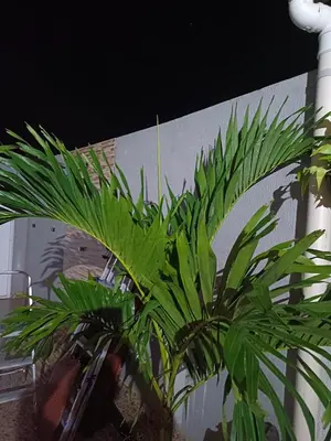 A planta de Casa de ferias Tarciane Horizonte Ceara