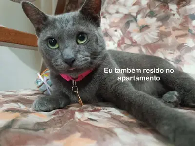O animal ou animais de estimação com os hóspedes em Quarto Privativo na AvBeira mar - Apto familiar
