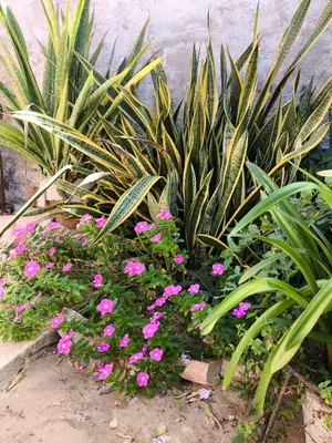 Um jardim no exterior de Casa Mari Suites