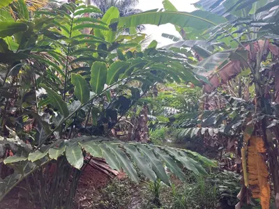 Um jardim no exterior de Sítio casa das fadas em Pacoti