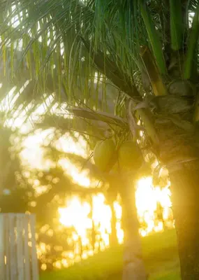 Um jardim no exterior de Casa Tavarua na Taíba