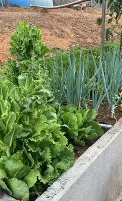 Um jardim no exterior de Recanto Cravo & Canela