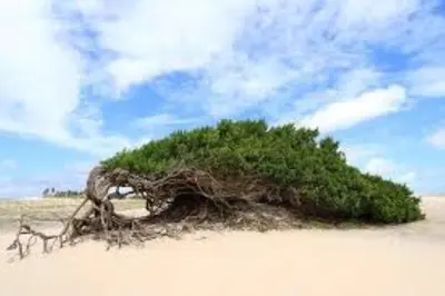Paisagem natural perto da casa de férias