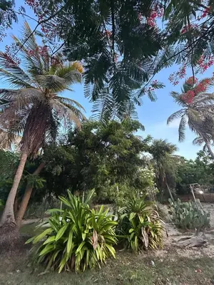 Um jardim no exterior de Casa Bosque Guajiru