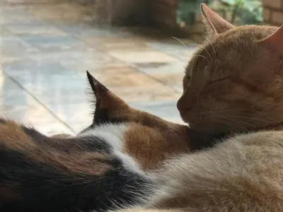 O animal ou animais de estimação com os hóspedes em Pequeno Paraíso Paracuru