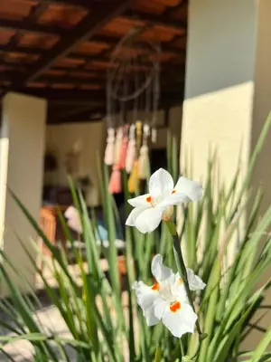 Um jardim no exterior de Villa Wiktor Paracuru