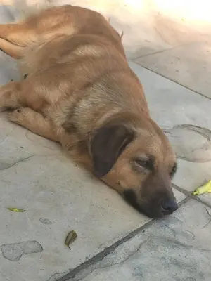 O animal ou animais de estimação com os hóspedes em Pousada Canoa Beach