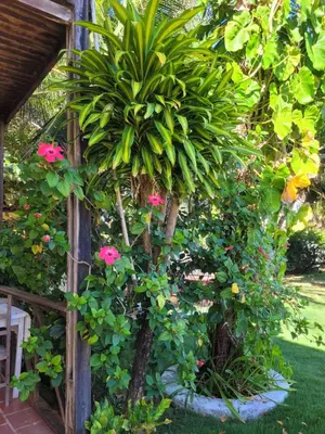 Um jardim no exterior de Pousada Canoa Beach