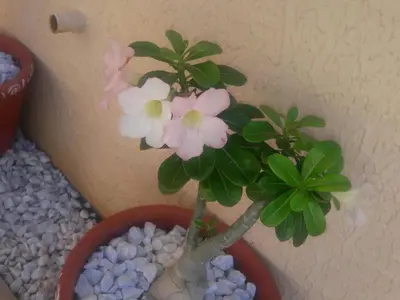 A planta de Chalés 4 Estações