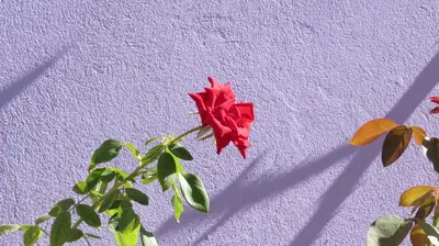 A planta de Pousada da Lucinha