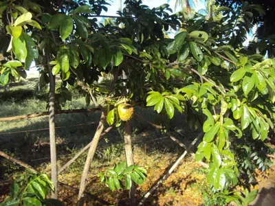Um jardim no exterior de Villas de Guajirú, Casa 1