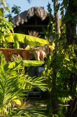 Um jardim no exterior de Pousada Pais Tropical