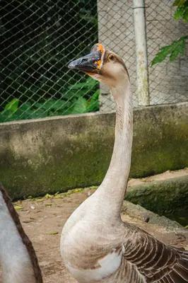 Animais na casa de hóspedes ou nos arredores