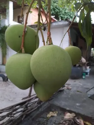 A planta de Rancho Colcha de Retalho