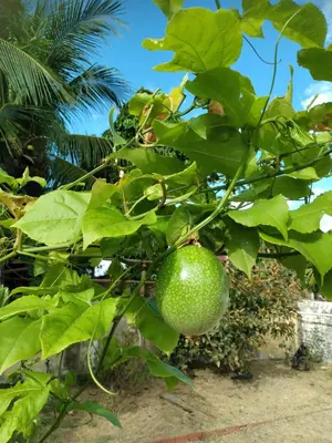 Um jardim no exterior de Rancho Colcha de Retalho