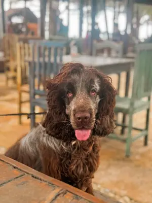 O animal ou animais de estimação com os hóspedes em Kitecabana Pousada
