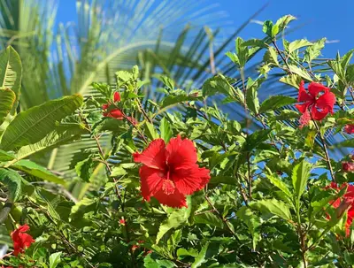 Um jardim no exterior de Windtown Beach Hotel