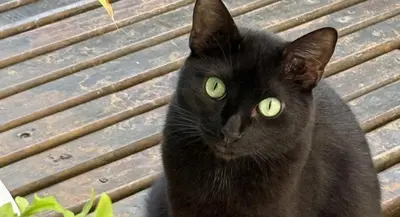 O animal ou animais de estimação com os hóspedes em Pousada Caminho da Praia