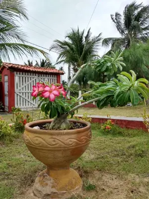 Um jardim no exterior de Casa Aratu Moitas-Icaraizinho de Amontada