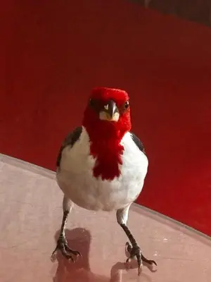 Animais na estalagem ou nos arredores