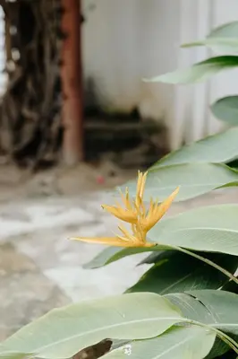 Um jardim no exterior de Pousada Villa Pontinha
