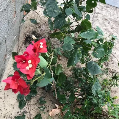 Um jardim no exterior de Casa do sossego